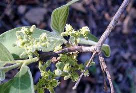 Image result for Vangueria ferruginea