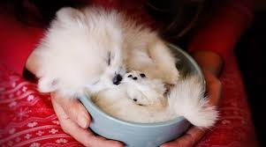 So in this article, we will provide you each detail of teacup dogs. Teacup Pomeranian Breed Information Puppy Costs More