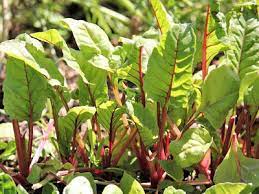 Jun 14, 2021 · gartenfans säen mangold ab april im beet oder im kübel aus und ernten etwa zehn wochen später die leckeren blätter ab*, wie 24garten.de* berichtet. Meine Ernte Mangold Anbauen Pflegen Ernten Und Lagern
