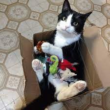 The True Meaning Of Boxing Day Fancy Cats Cats Cute Cats And Kittens
