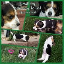 Rascal is the perfect, aca, miniature dachshund! Long Haired Dapple Dachshund Pets And Animals For Sale Illinois