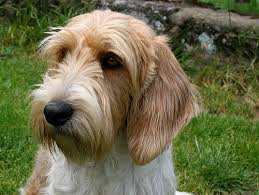 Image result for malý vendéeský hrubosrstý honič