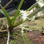 Image result for Rangaeris muscicola