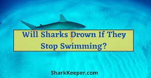 Will Sharks Drown If They Stop Swimming Shark Keeper