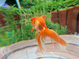 We did not find results for: Backyard Aquarium Ideas Can You Keep A Fish Tank Outside