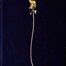 Image result for Eulophia hereroensis