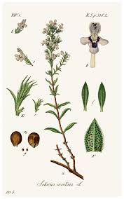 Image result for Satureja