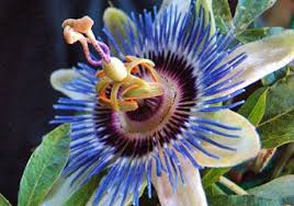 Check spelling or type a new query. Pin On Flowers Passionflower