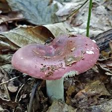 Image result for Russula variata
