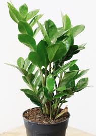 Impiana iman pokok duit duit mp3 & mp4. Pokok Duit Duit Ong Zz Plants Zamioculcas Zamiifolia Home Furniture Gardening On Carousell