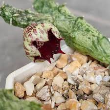 Image result for Orbea carnosa