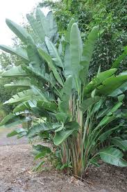 White Bird Of Paradise Images Strelitzia Nicolai Giant White Bird Of Paradise 125mm Pot Birds Of Paradise Plant Outdoor Herb Garden Tropical Garden