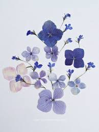 Source Versicolour Venom Pressed Flowers Pressed Flower Art Flower Art