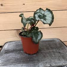 The colors of the leave accentuates this charming leaf shape. Begonia Escargot Rex 4 Plant The Plant Farm