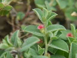 Image result for Indigofera paracapitata