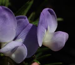 Image result for Psoralea arborea