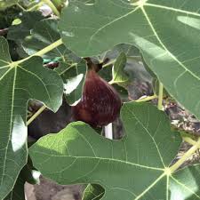 いちじくの花言葉 花や実の特徴 種類は Greensnap グリーンスナップ