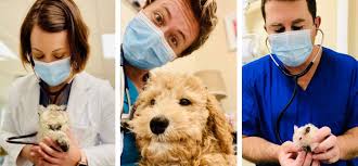 We did not find results for: Grace Vet Center Fear Free Pet Care In Estero Fl