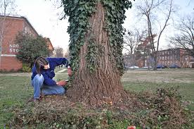 Maybe you would like to learn more about one of these? Take Ivy Off Trees Treestewards Org