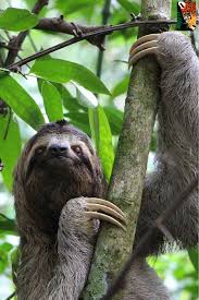 Did You Know That Rainforests Are Found On Every Continent Except Antarctica From The Temperate Rainfore Fun Facts About Sloths Rainforest Animals Sloth Facts