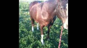 Ask your pharmacist how to do this correctly. What Causes A Horse To Founder And Can They Recover From It