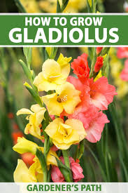 Maybe you would like to learn more about one of these? 190 Bulbs For Summer Blooms Ideas In 2021 Summer Bulbs Summer Flowers Beautiful Flowers