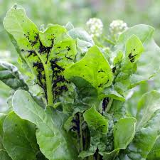 But those little flowers attract a whole host of beneficial insects. 8 Natural Ways To Get Rid Of Aphids Brown Thumb Mama