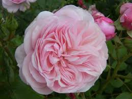 Rosa 'Dunham Massey'