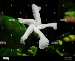 Image result for Tabernaemontana eglandulosa