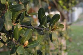 Image result for Mimusops afra