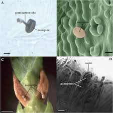 Image result for didymascella thujina