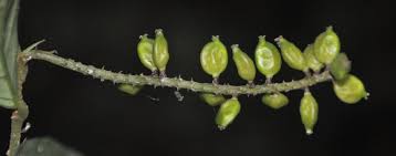 Image result for Antidesma vogelianum