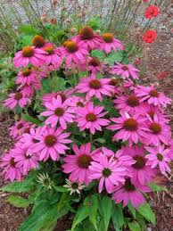 Echinacea pow wow white produces bloom after pristine bloom, and then produces some more! Jezowka Pow Wow Wild Berry Nizsza 50 70 Annual Plants Echinacea Echinacea Purpurea