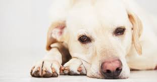Spending time and attention to this dog is a must since it cannot stand being alone. Short Haired Dogs Best Breeds And Grooming Needs Petfinder