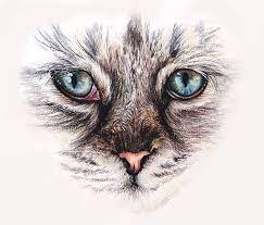 I find drawing an oval first makes it easier to get the shape of the eye that you want. How To Draw Cat Eyes With Colored Pencils