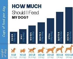 How Much Should I Feed My Dog Dog Feeding Guide