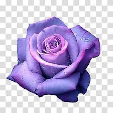 Download blue purple flowers flower tumblr aesthetic watercolor. Aesthetic Grunge Purple Rose In Bloom Transparent Background Png Clipart Purple Roses Lavender Aesthetic Purple Roses Wallpaper