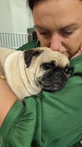 Please send prayers for our Ellie Girl. Update: Ellie has gone💔😭 She went  in for teeth descaling & didn't recover well from the anaesthetic. Fast  forward 2 days & I took her