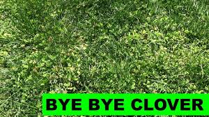 But there are plenty of really good herbicides. How To Kill Clover In Your Lawn Youtube