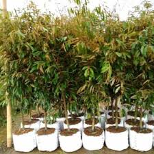 Durian musang king dianggap sebagai raja durian. Bibit Durian Musang King Dongkelan Unggul Stok Terbatas Arenatani Digital Indonesia