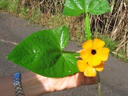Image result for Agathisanthemum bojeri