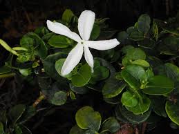 Image result for Carissa praetermissa