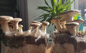 Indoor gourmet mushroom growing kits The King Oyster Mushroom Freshcap Mushrooms