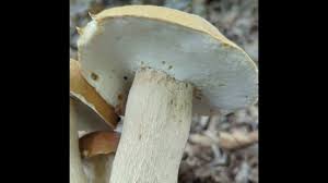 Image result for Boletus atkinsonii