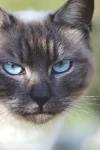 Siamese Cat Breed Profile | Petfinder