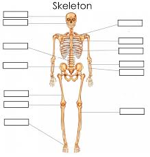 When deviations occur in the home temperature compared to that setting, it determines the appropriate response. Human Skeletal System Worksheets 99worksheets