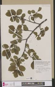 Image result for Polygala capillaris