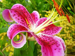 Fresh flowers and hand delivered right to your door in wichita and surrounding areas. Asiatic Lily Washington Flower Wallpaper Jpgbeautiful Flower Jpgbright Garden Jpgmost Beautiful Colo Flowers 32600563 500 375 Riordan Clinic