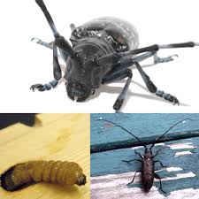 Avec un corps bien trapu. Les Consequences De La Le Labyrinthe Des Insectes Facebook