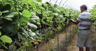 Indoor production of strawberries is the wave of the future, and hydroponics are the surest way to deliver the nutrients strawberries need. Strawberry Production Systems Thrive In Quebec Vegetable Growers News